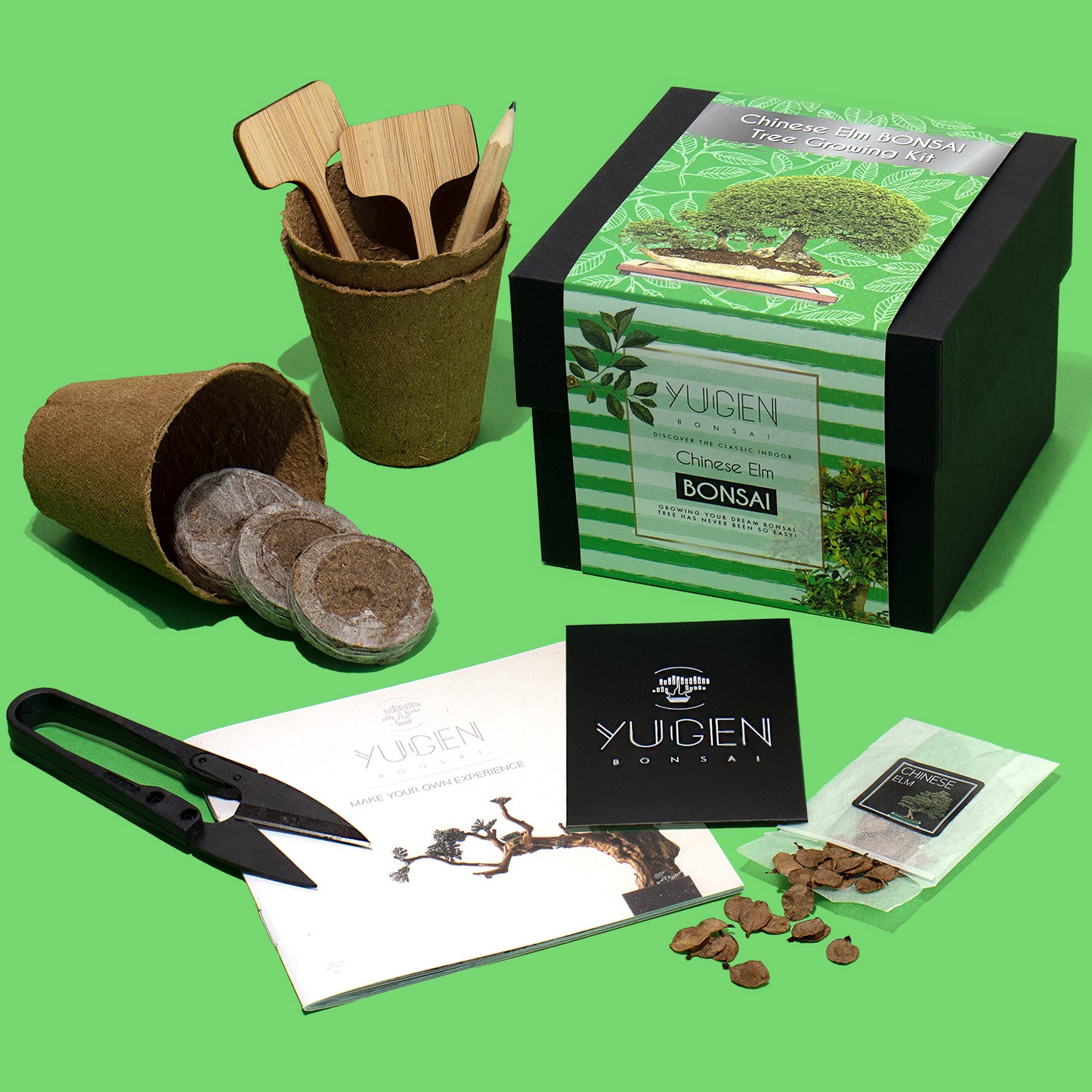 Chinese Elm Bonsai Tree Growing Kit