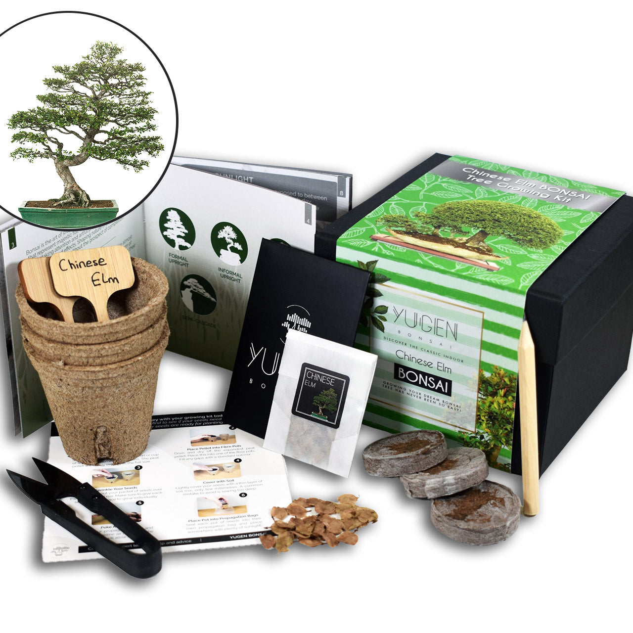 Chinese Elm Bonsai Tree Growing Kit